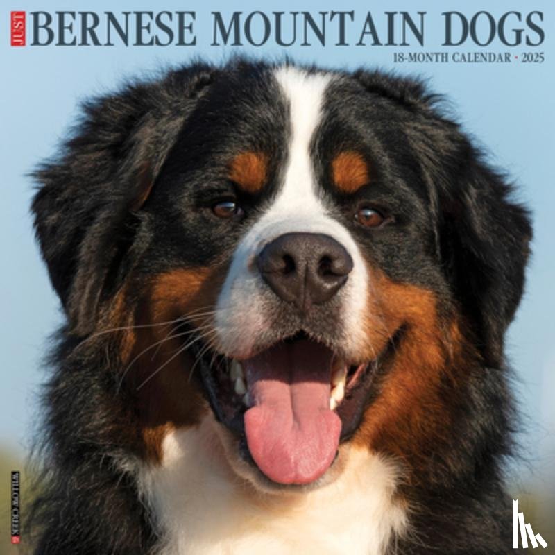Willow Creek Press - Bernese Mountain Dogs 2026 12 X 12 Wall Calendar