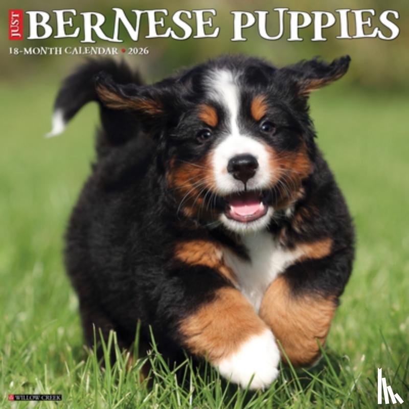 Willow Creek Press - Bernese Mountain Puppies 2026 12 X 12 Wall Calendar