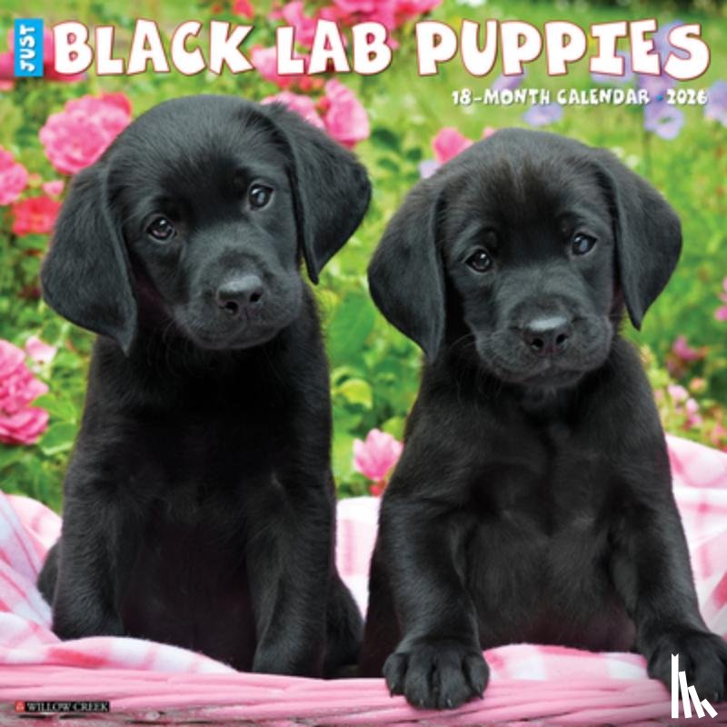 Willow Creek Press - Black Lab Puppies 2026 12 X 12 Wall Calendar