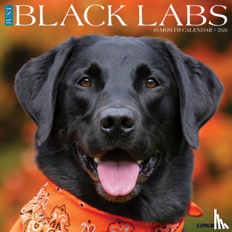 Willow Creek Press - Black Labs 2026 12 X 12 Wall Calendar