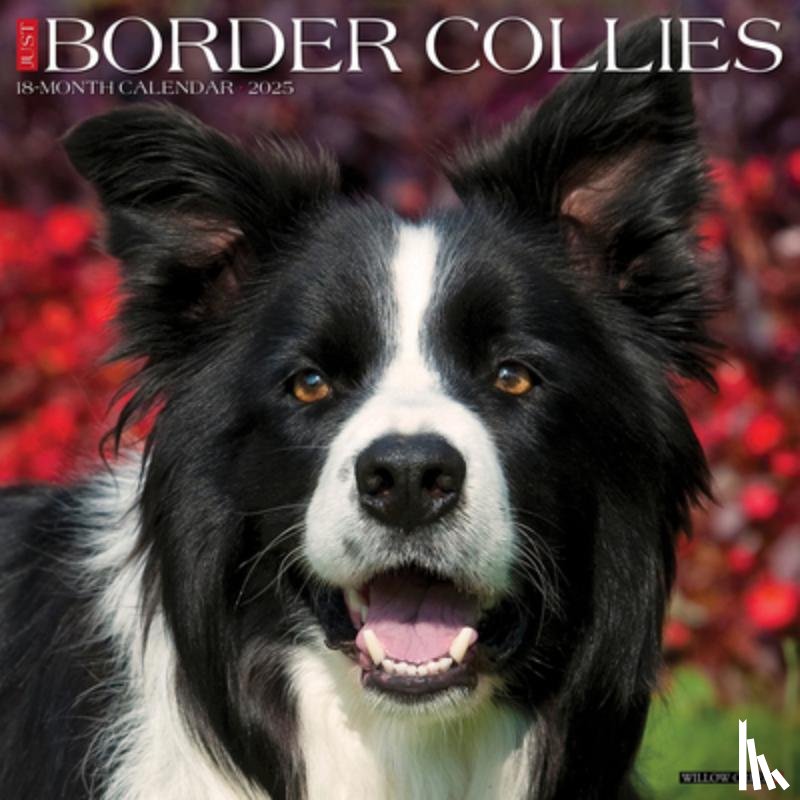Willow Creek Press - Border Collies 2026 12 X 12 Wall Calendar