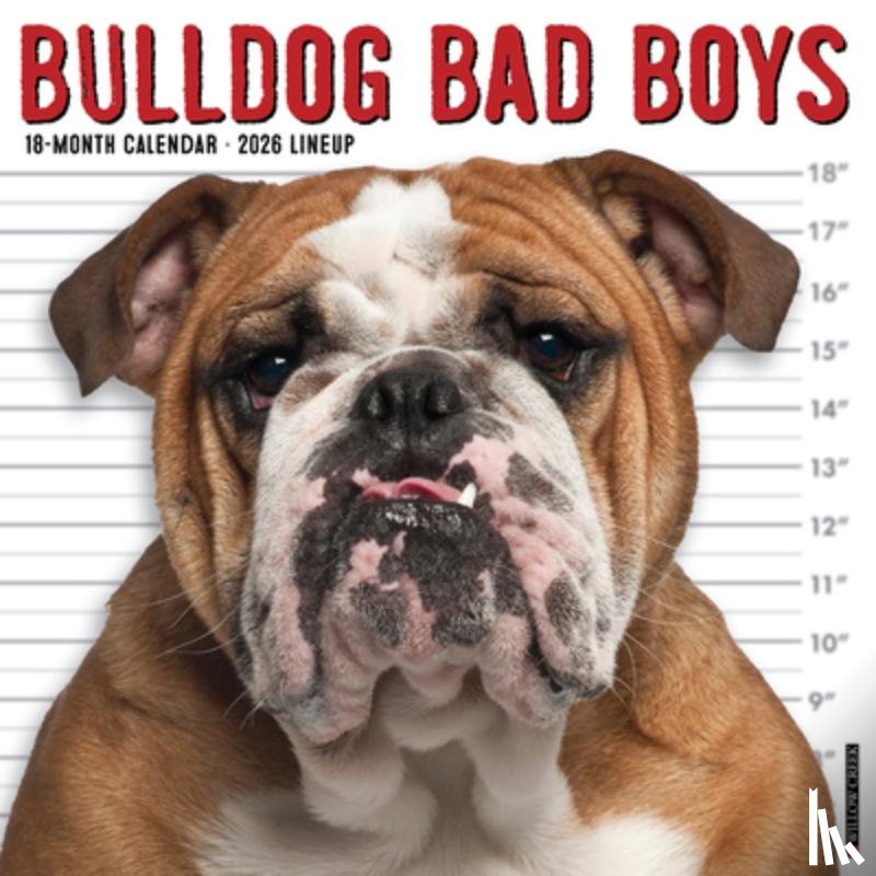 Willow Creek Press - Bulldog Bad Boys 2026 12 X 12 Wall Calendar