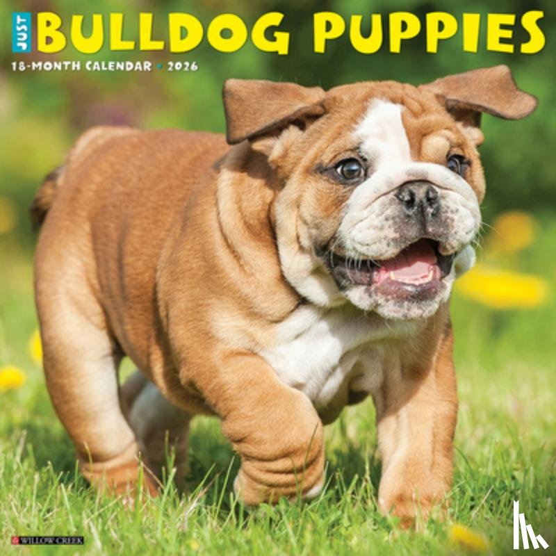 Willow Creek Press - Bulldog Puppies 2026 12 X 12 Wall Calendar