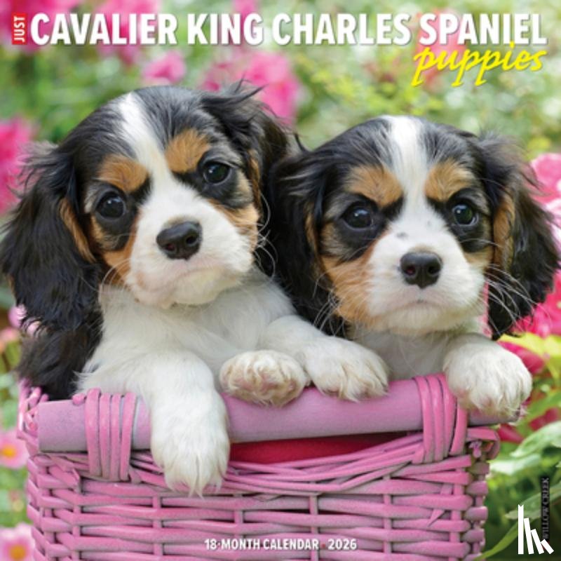 Willow Creek Press - Cavalier King Charles Spaniel Puppies 2026 12 X 12 Wall Calendar