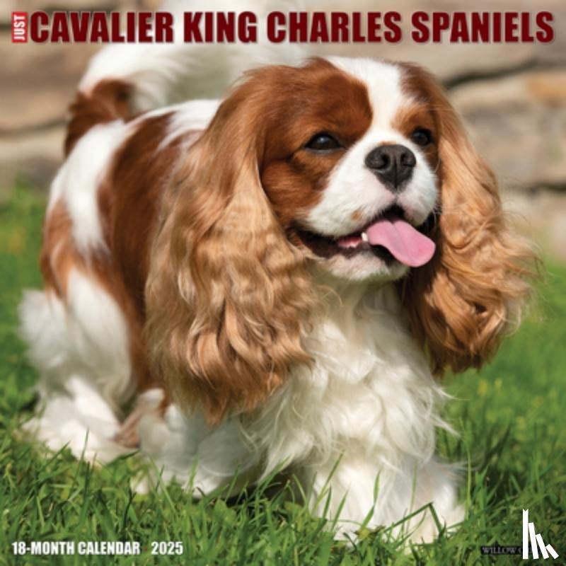 Willow Creek Press - Cavalier King Charles Spaniels 2026 12 X 12 Wall Calendar