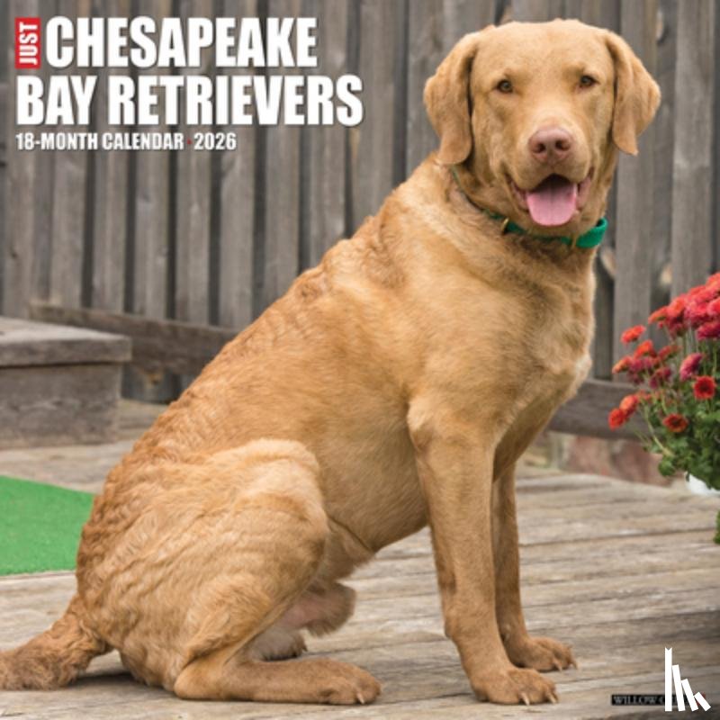 Willow Creek Press - Chesapeake Bay Retrievers 2026 12 X 12 Wall Calendar