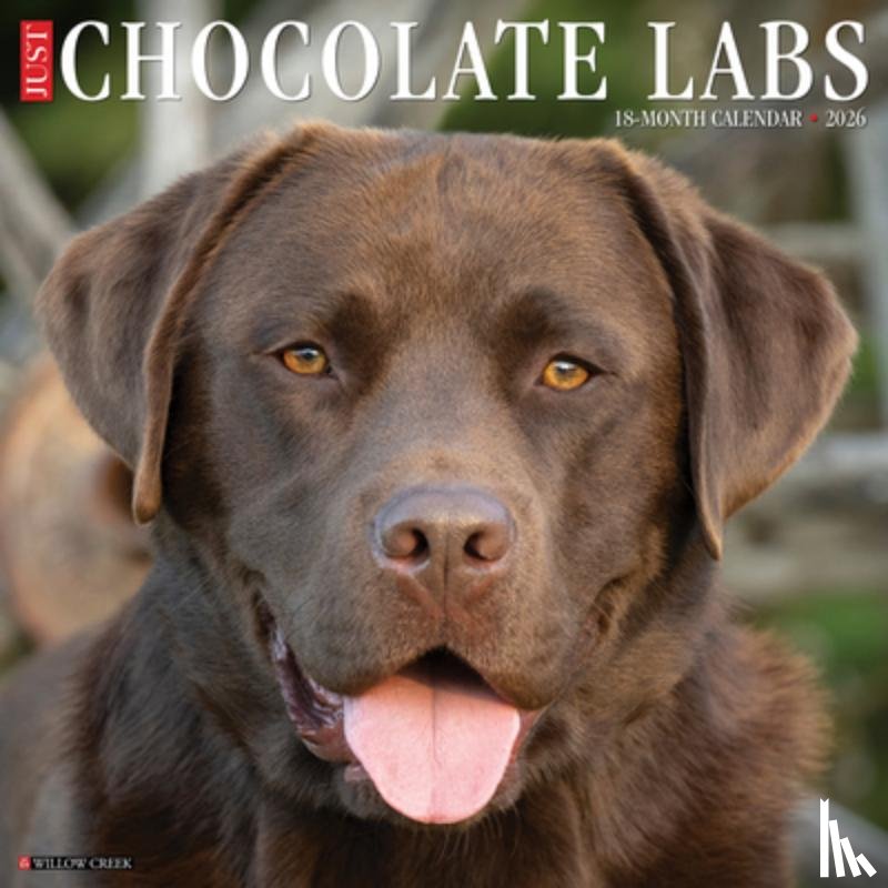 Willow Creek Press - Chocolate Labs 2026 12 X 12 Wall Calendar