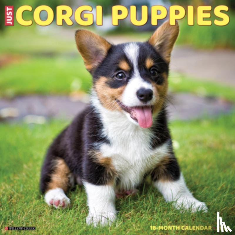 Willow Creek Press - Corgi Puppies 2026 12 X 12 Wall Calendar