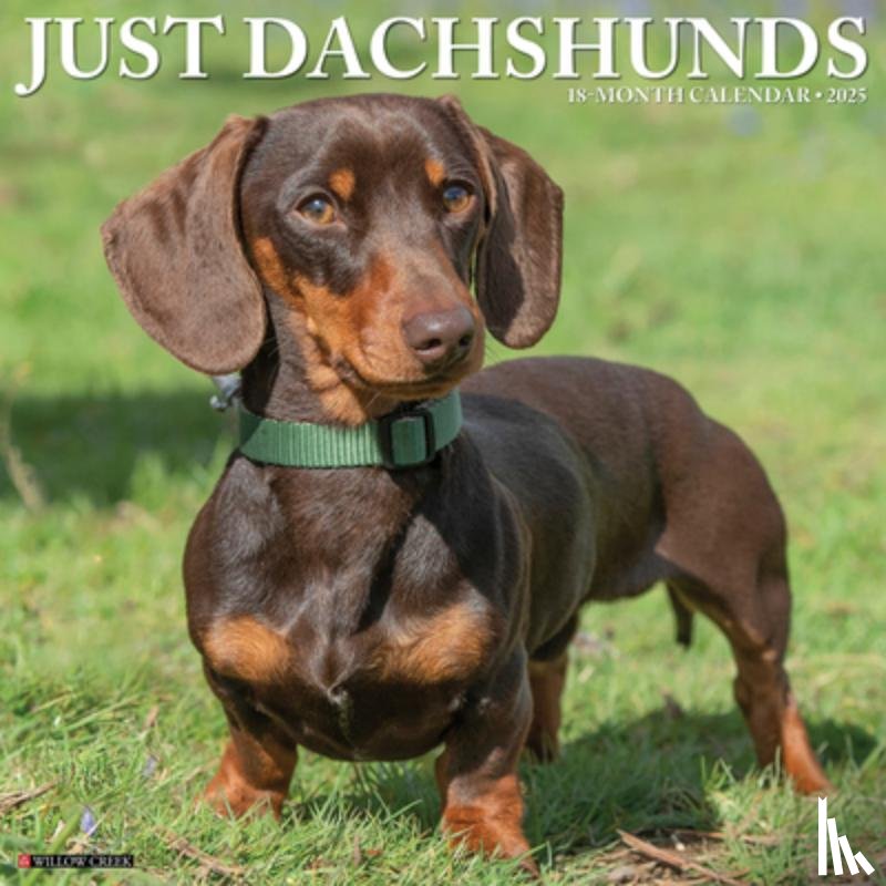 Willow Creek Press - Dachshunds 2026 Wall Calendar