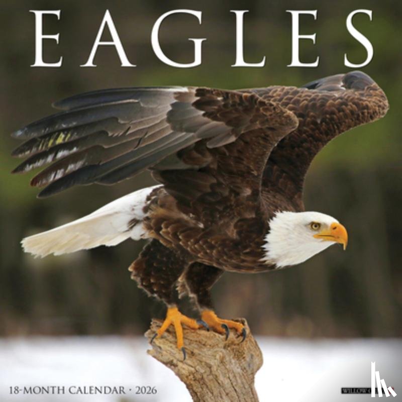 Willow Creek Press - Eagles 2026 12 X 12 Wall Calendar