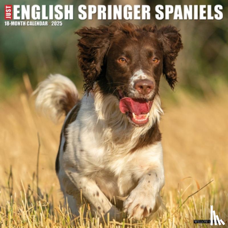 Willow Creek Press - English Springer Spaniels 2026 12 X 12 Wall Calendar