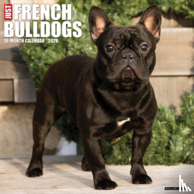 Willow Creek Press - French Bulldogs 2026 12 X 12 Wall Calendar