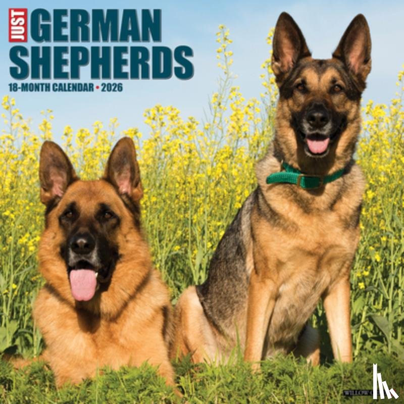 Willow Creek Press - German Shepherds 2026 12 X 12 Wall Calendar