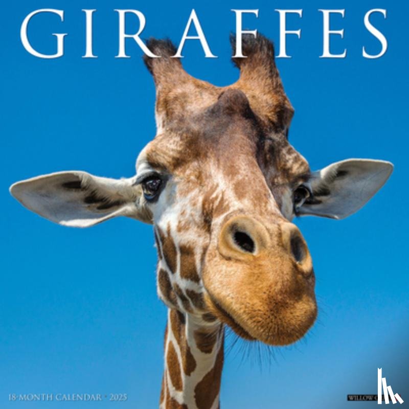 Willow Creek Press - Giraffes 2026 Wall Calendar
