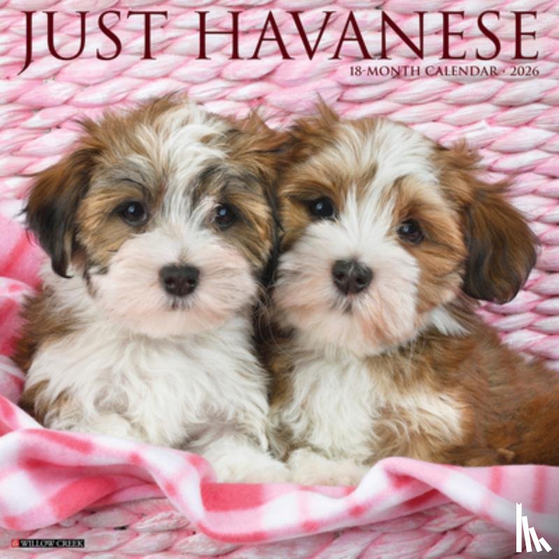 Willow Creek Press - Havanese 2026 12 X 12 Wall Calendar