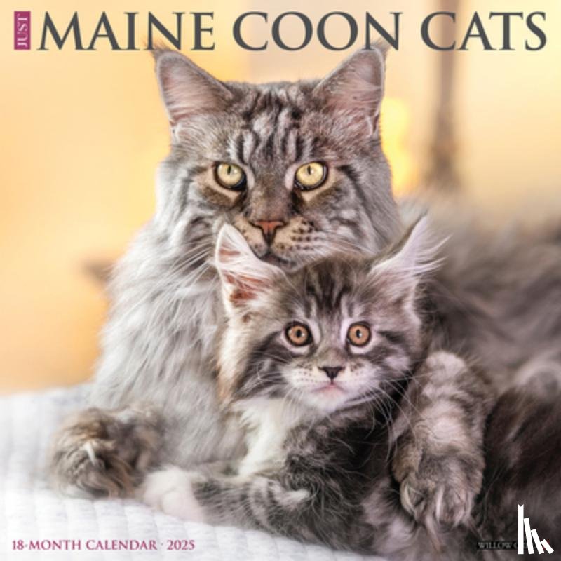 Willow Creek Press - Maine Coon Cats 2026 12 X 12 Wall Calendar