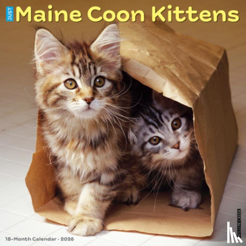 Willow Creek Press - Maine Coon Kittens 2026 Wall Calendar