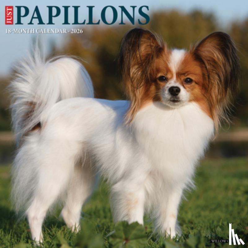 Willow Creek Press - Papillons 2026 Wall Calendar