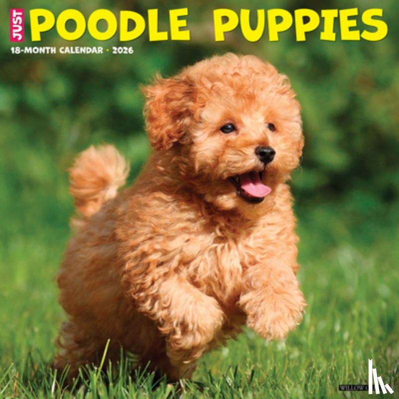 Willow Creek Press - Poodle Puppies 2026 12 X 12 Wall Calendar