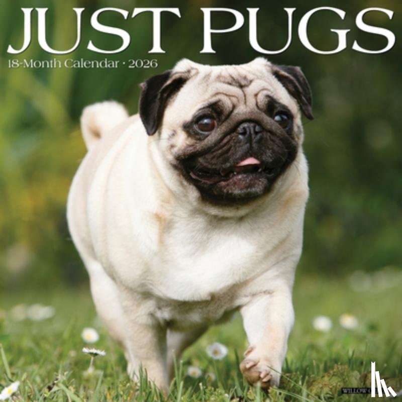 Willow Creek Press - Pugs 2026 Wall Calendar