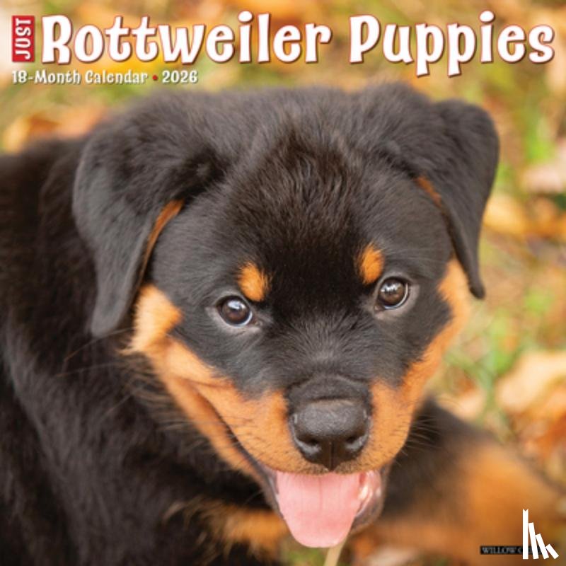 Willow Creek Press - Rottweiler Puppies 2026 12 X 12 Wall Calendar