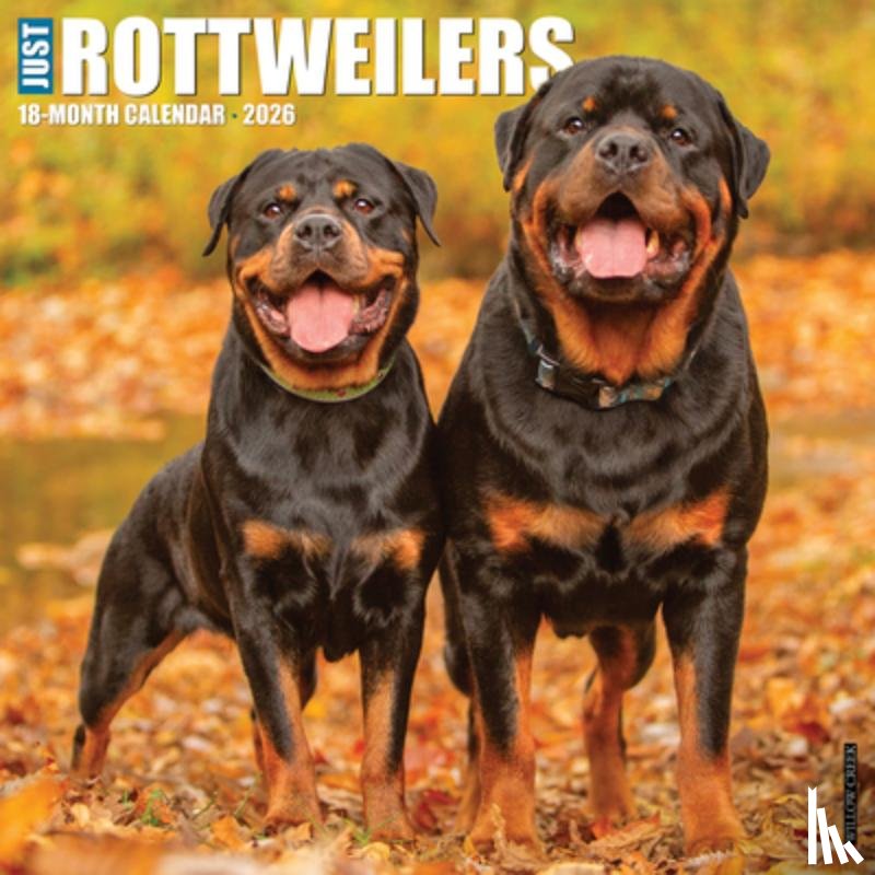 Willow Creek Press - Rottweilers 2026 12 X 12 Wall Calendar