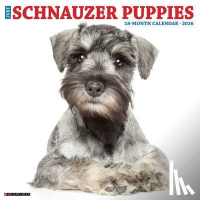 Willow Creek Press - Schnauzer Puppies 2026 12 X 12 Wall Calendar