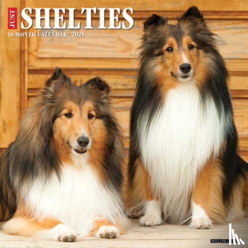 Willow Creek Press - Shelties 2026 12 X 12 Wall Calendar