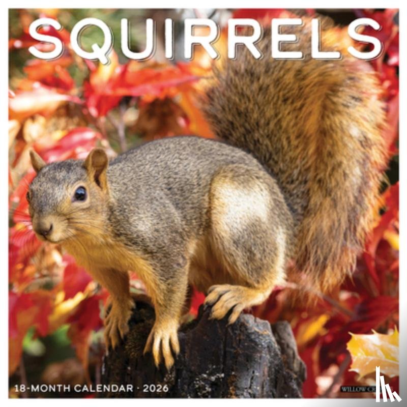 Willow Creek Press - Squirrels 2026 12 X 12 Wall Calendar