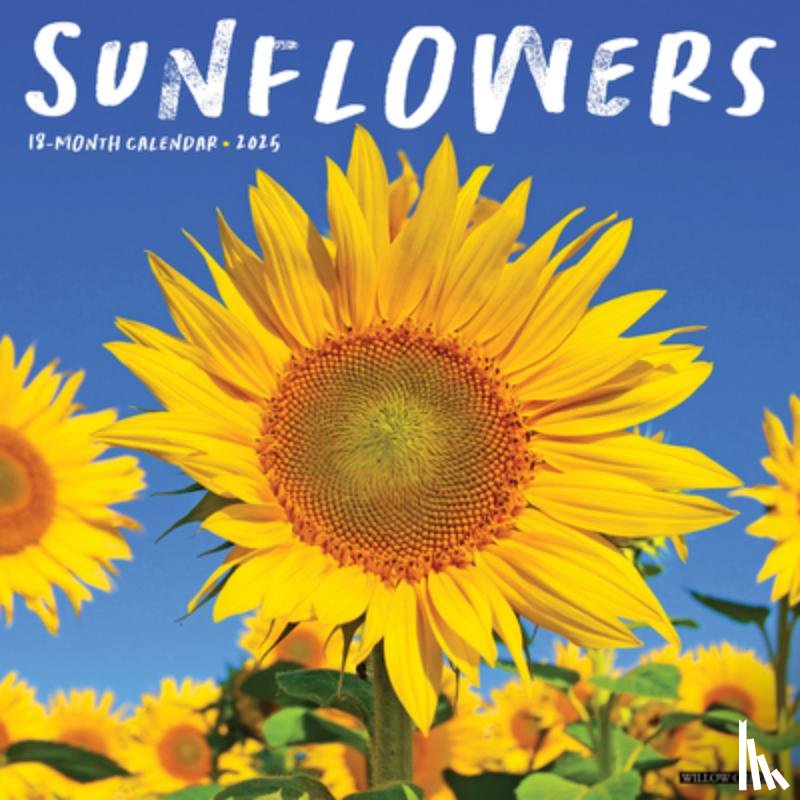 Willow Creek Press - Sunflowers 2026 12 X 12 Wall Calendar