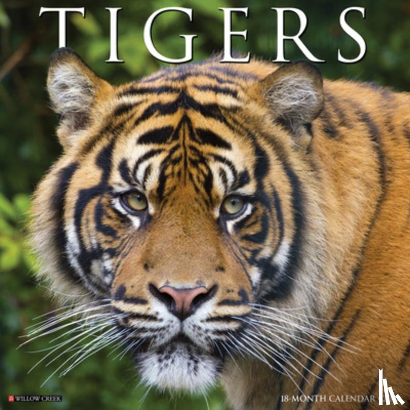 Willow Creek Press - Tigers 2026 12 X 12 Wall Calendar