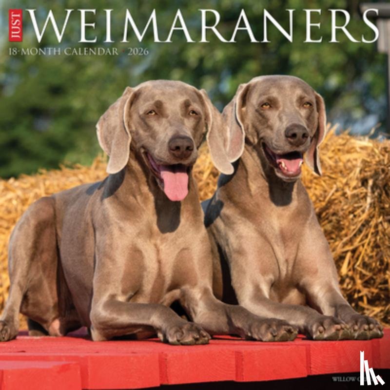 Willow Creek Press - Weimaraners 2026 12 X 12 Wall Calendar