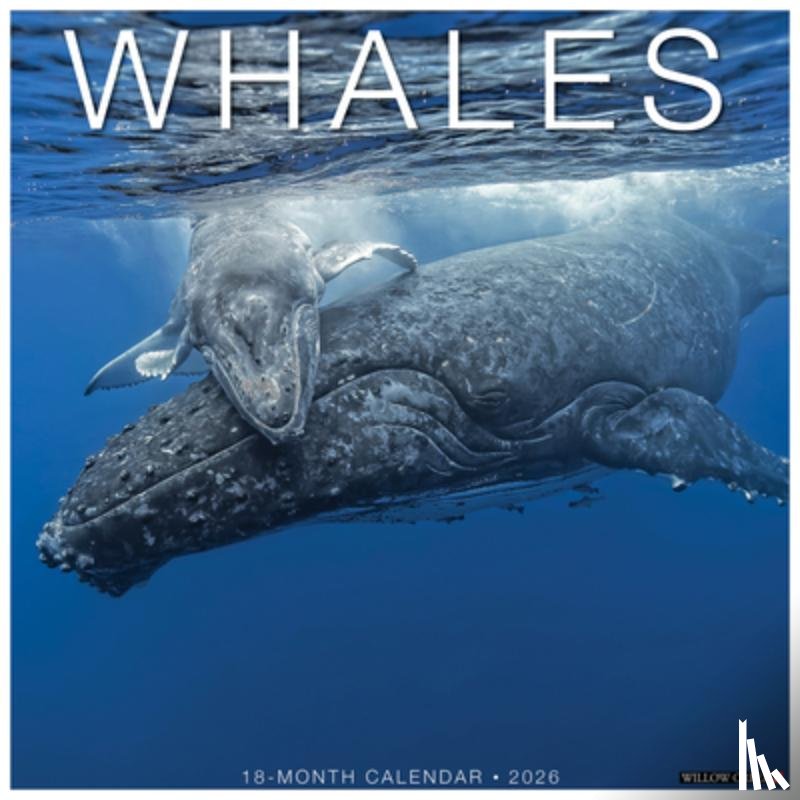 Willow Creek Press - Whales 2026 12 X 12 Wall Calendar