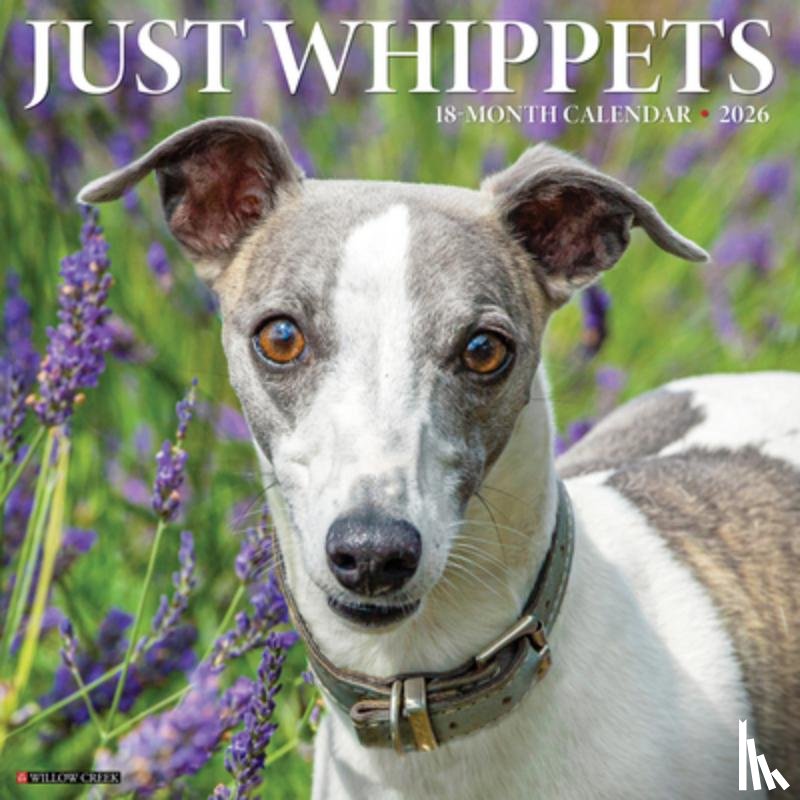 Willow Creek Press - Whippets 2026 Wall Calendar