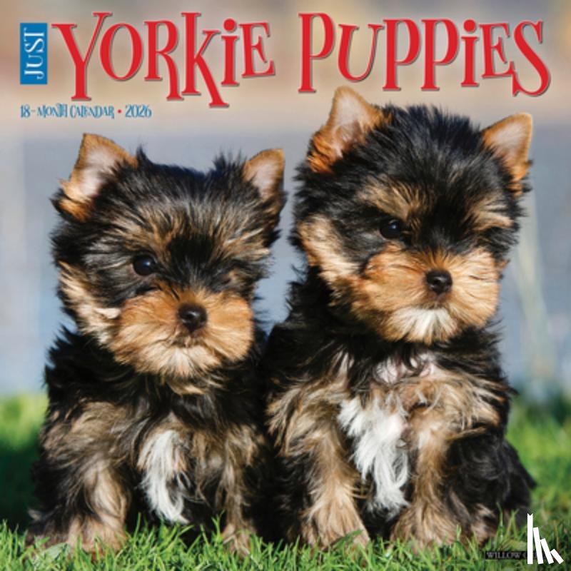 Willow Creek Press - Yorkie Puppies 2026 12 X 12 Wall Calendar
