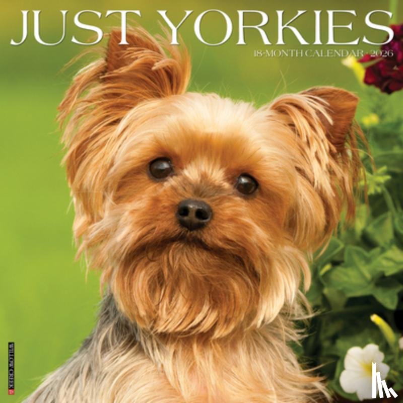Willow Creek Press - Yorkies 2026 12 X 12 Wall Calendar