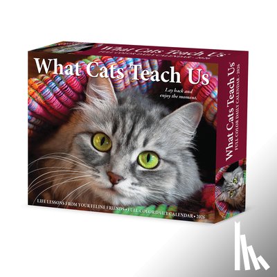 Willow Creek Press - What Cats Teach Us 2026 5.4 X 6.2 Box Calendar