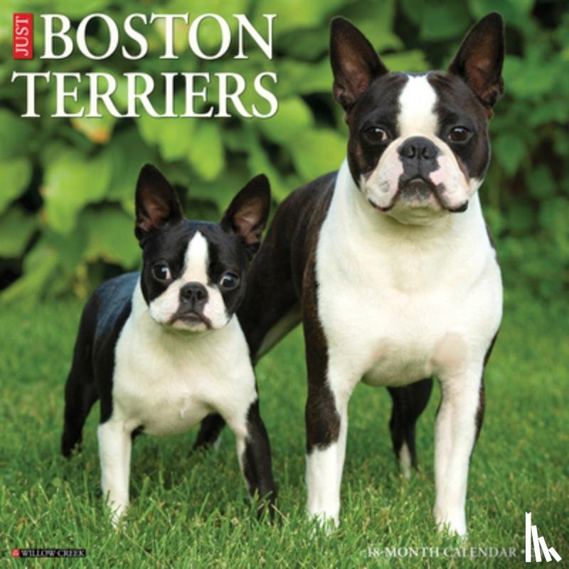 Willow Creek Press - Boston Terriers 2026 12 X 12 Wall Calendar