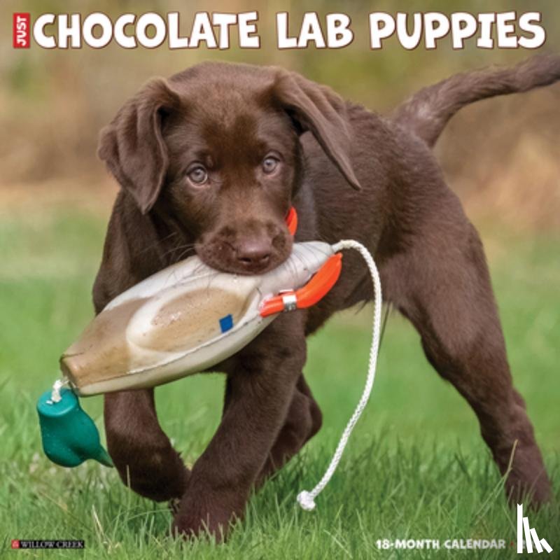 Willow Creek Press - Chocolate Lab Puppies 2026 12 X 12 Wall Calendar