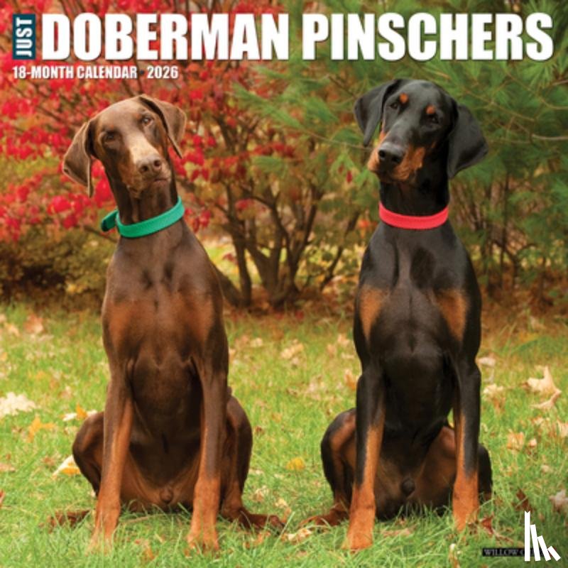 Willow Creek Press - Doberman Pinschers 2026 Wall Calendar