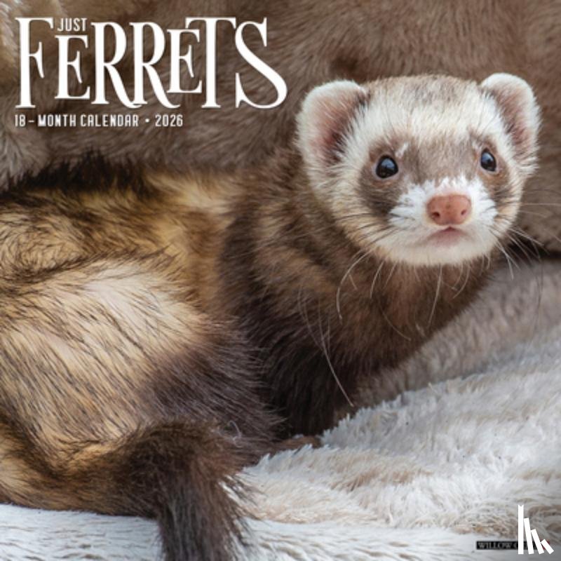 Willow Creek Press - Ferrets 2026 Wall Calendar