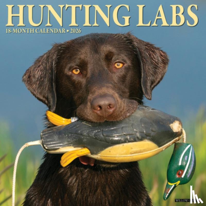 Willow Creek Press - Hunting Labs 2026 12 X 12 Wall Calendar