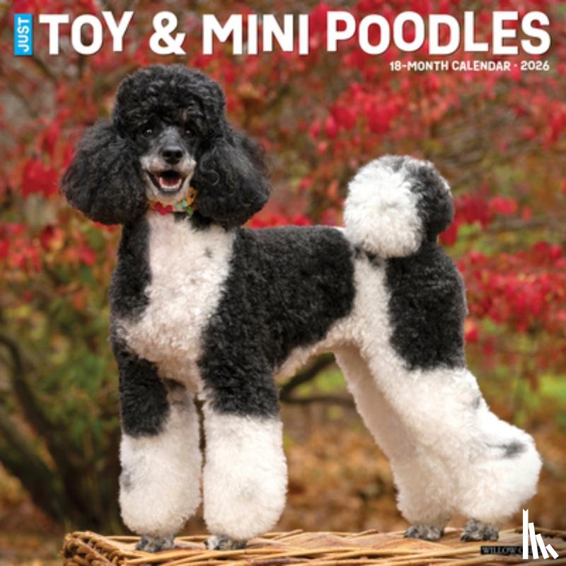 Willow Creek Press - Toy & Miniature Poodles 2026 12 X 12 Wall Calendar