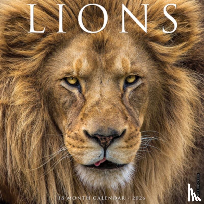 Willow Creek Press - Lions 2026 Wall Calendar