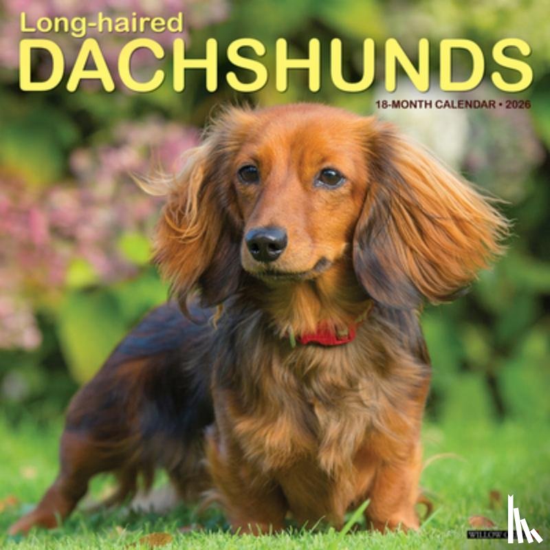 Willow Creek Press - Longhaired Dachshunds 2026 Wall Calendar