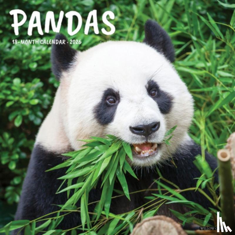 Willow Creek Press - Pandas 2026 Wall Calendar