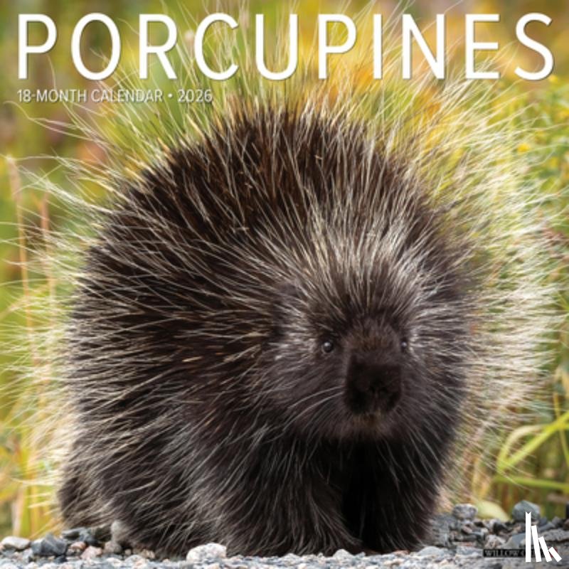 Willow Creek Press - Porcupines 12 X 12 Wall Calendar