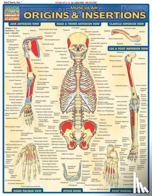 Perez, Vincent - Muscular Origins & Insertions