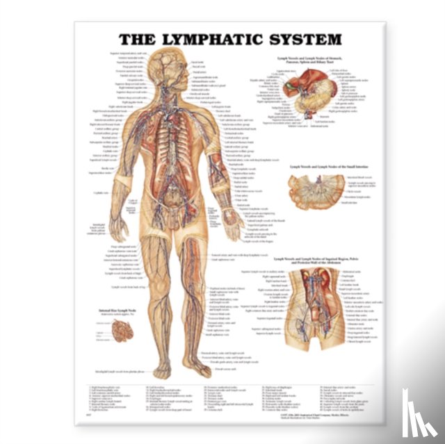 Anatomical Chart Company - The Lymphatic System Anatomical Chart