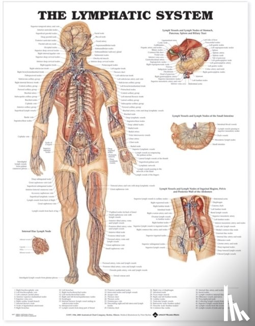 Anatomical Chart Company - The Lymphatic System Anatomical Chart